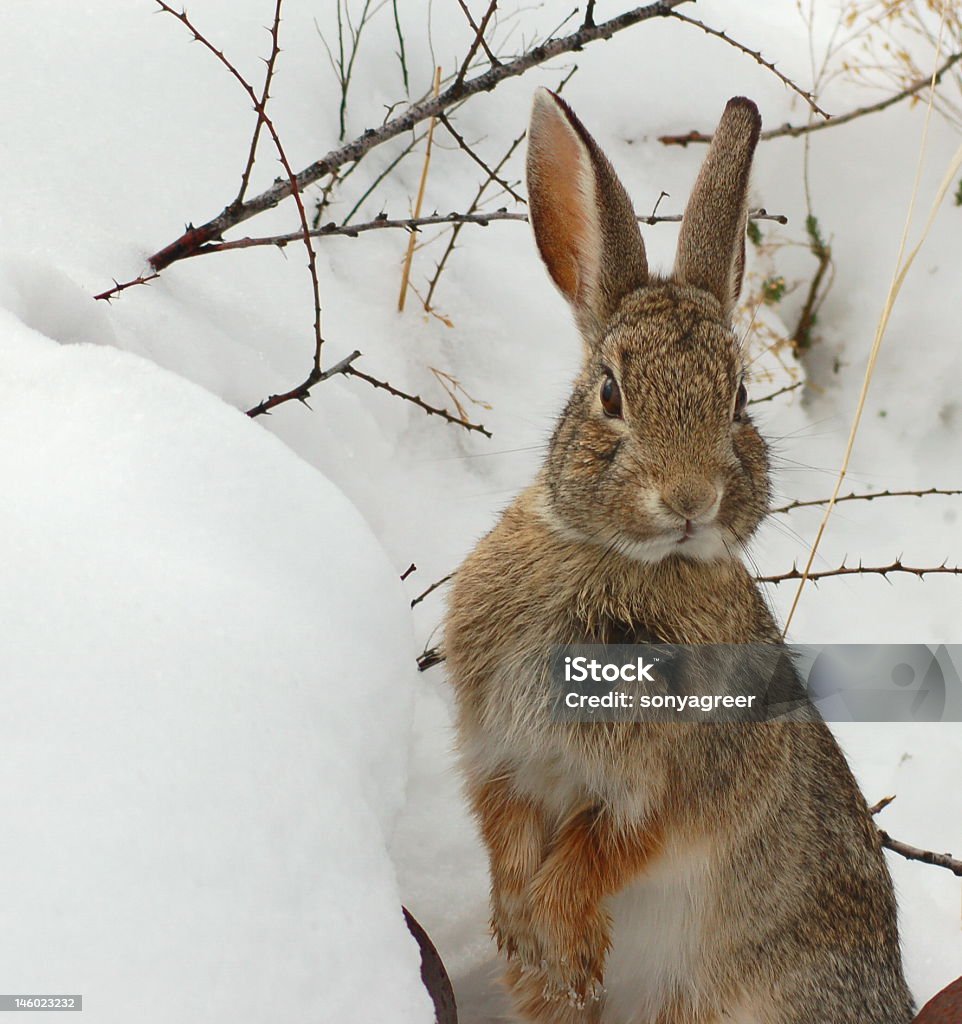 Cottontail Rabbit - Zbiór zdjęć royalty-free (Śnieg)