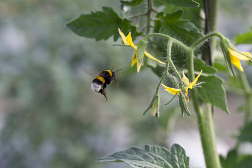 In greenhouse tomato crops in Europe, Spain, Almería, bumblebees are used to naturally pollinate tomato flowers.