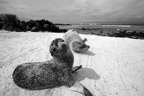 Bebé y la madre de león marino - foto de stock