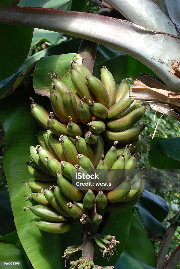 Banana tree banana Banana Stock Photo