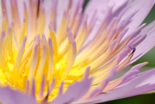 close up of purple in color water lily