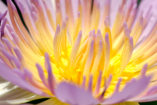 a close up of purple water lily