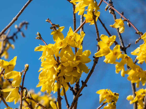 makro krzewu liściastego drzewo wielkanocne (forsycja) w pełnym rozkwicie z jasnożółtymi kwiatami w jasnym świetle słonecznym z niebieskim niebem w tle wiosną - sunlgiht zdjęcia i obrazy z banku zdjęć