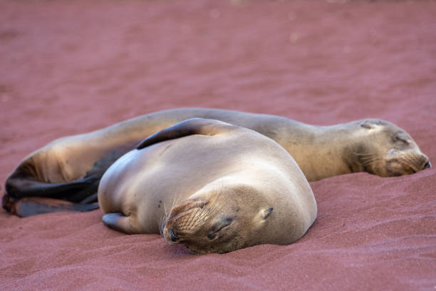 Galapagos Sea Lions on Rabida Island