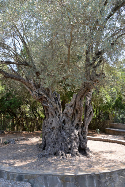 istock old olive oil isolated with tree trunk in sunny day, close-up 1460236488