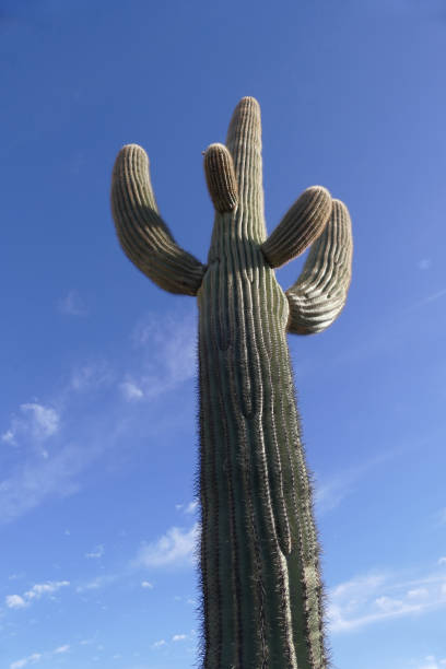 riesiger einzelner saguaro-kaktus mit blauem himmelshintergrund, arizona, vereinigte staaten - sonora state stock-fotos und bilder