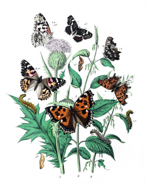 istock Botanical butterflies. Vintage butterflies. Exotic butterflies. Botanical poster. Lepidoptera Illustration.Collection of  vintage exotic butterfies and insects at floral pattern. butterfly pattern. butterly poster. 1460237172