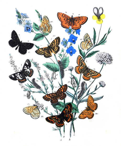 istock Botanical butterflies. Vintage butterflies. Exotic butterflies. Botanical poster. Lepidoptera Illustration.
Collection of  vintage exotic butterfies and insects at floral pattern. butterfly pattern. butterly poster. 1460237195
