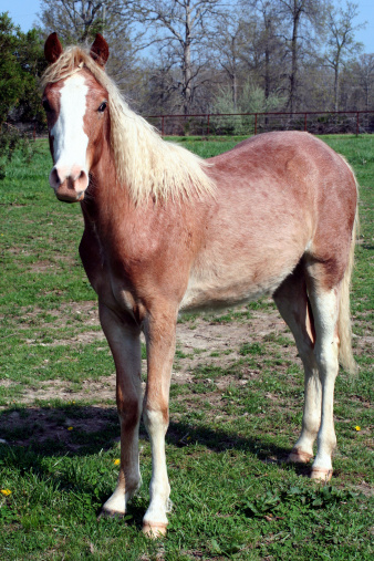 Roan Yearling Horse