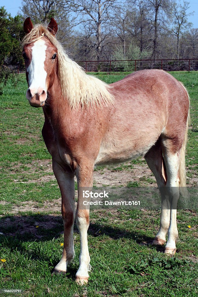 Roan Yearling Horse Animal Stock Photo