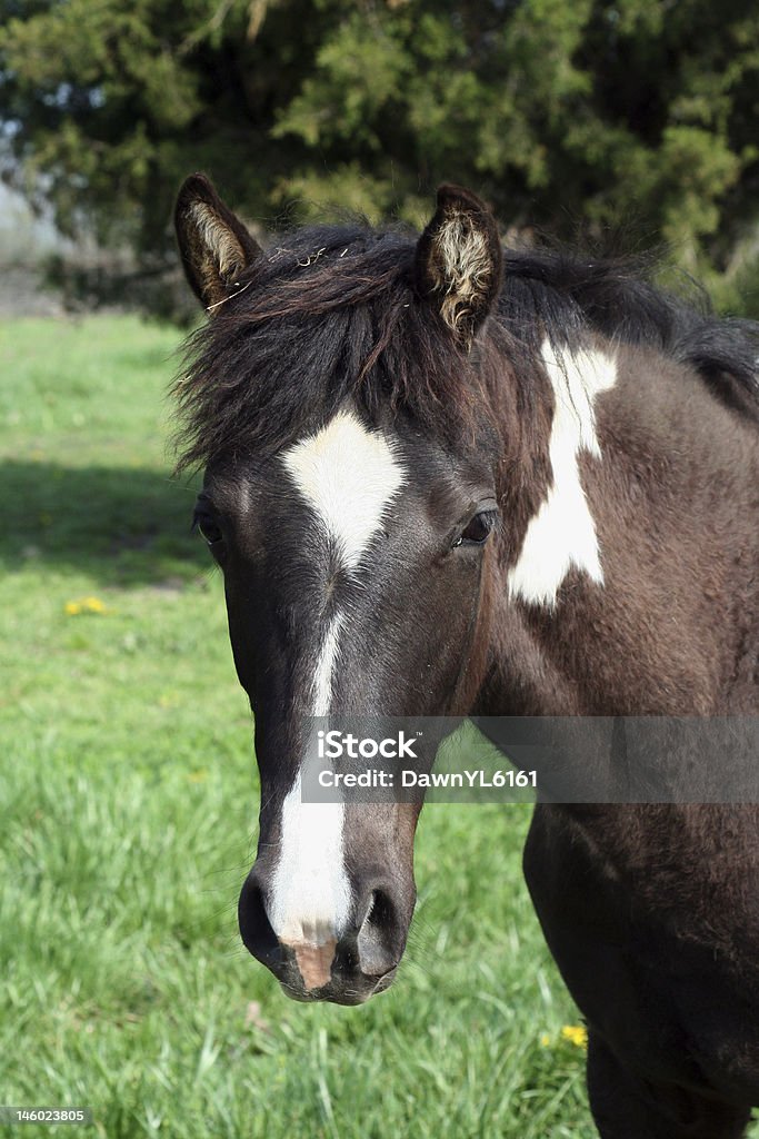 Spotted Yearling Animal Stock Photo