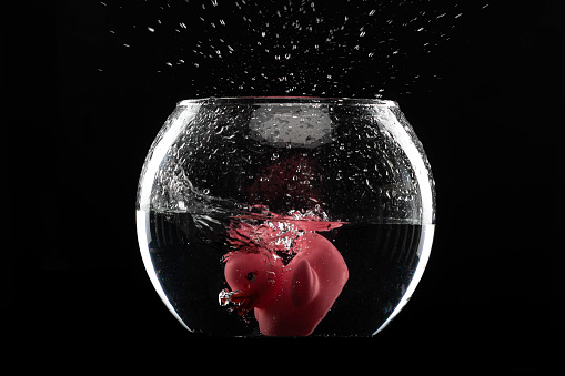 Fishbowl with rubber duck on black background