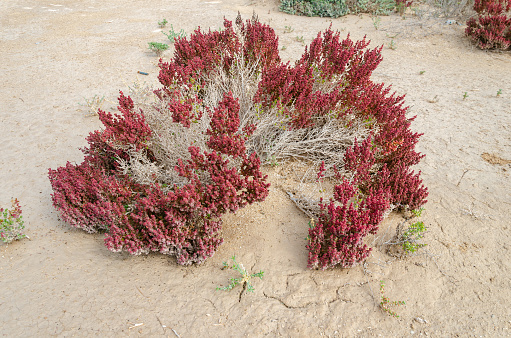 Desert shrub known as Khurreyz or Khurreyza found in Qatar