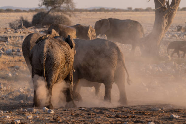 istock Bathing Elephants in Etosha 1460239008