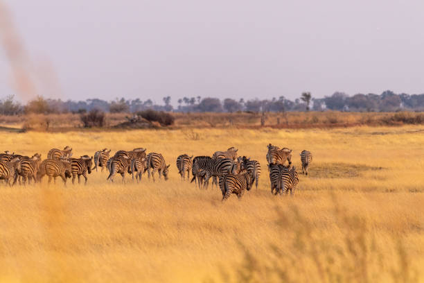 istock A herd of Zebras roaming the Okavango Delta 1460239087