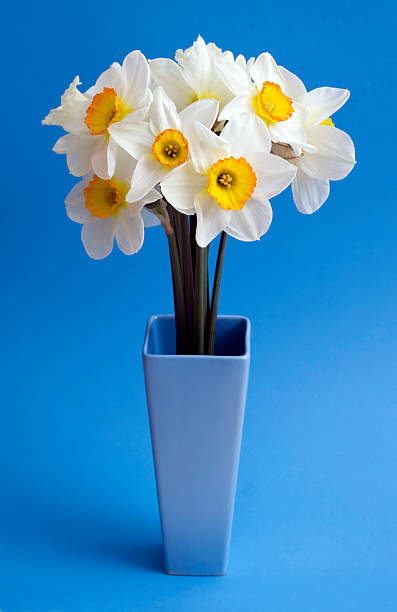 Narcissus. stock photo