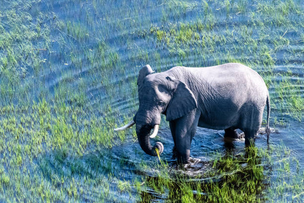 istock Aerial View of an African Elephant 1460239696