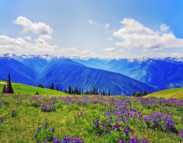 huracán ridge, washington - olympic national park fotografías e imágenes de stock