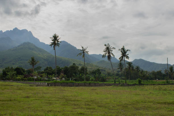 istock In front of the view there are many coconut trees 1460239747