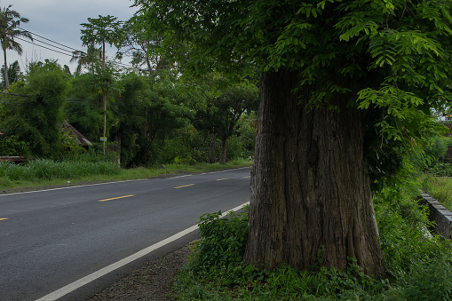 This tamarind tree has long grown and grown here