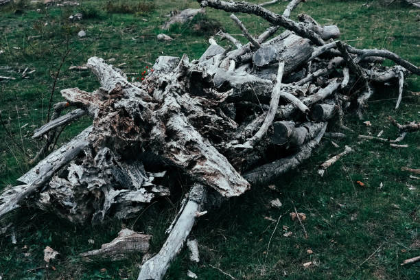 Tree parts collected for firewood. Plant death, trees dying from disease and logging. Trunks of olive trees.