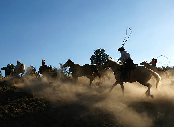 Western cowboys riding horses, roping wild cow. Cowboys riding horses running on a sandy ground.