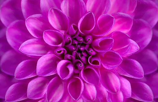 A macro close-up of a magenta, pink, purple coloured dahlia, centered