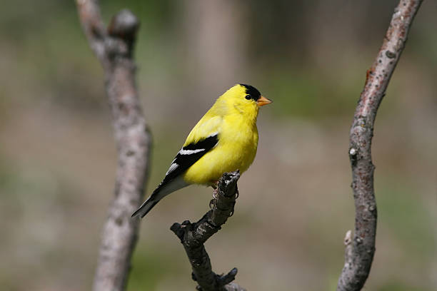 istock Male American Goldfinch 146024260