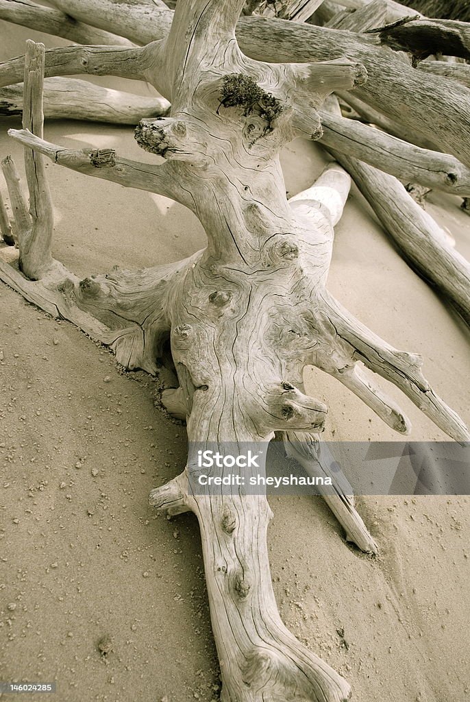 Boneyard Dryfujące drewno - Zbiór zdjęć royalty-free (Dryfujące drewno)