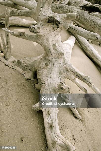 Boneyard Dryfujące Drewno - zdjęcia stockowe i więcej obrazów Dryfujące drewno - Dryfujące drewno, Drzewo, Stan Floryda