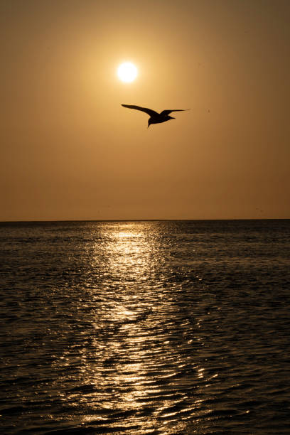 istock Bird flies the sunset of Namibia 1460243568