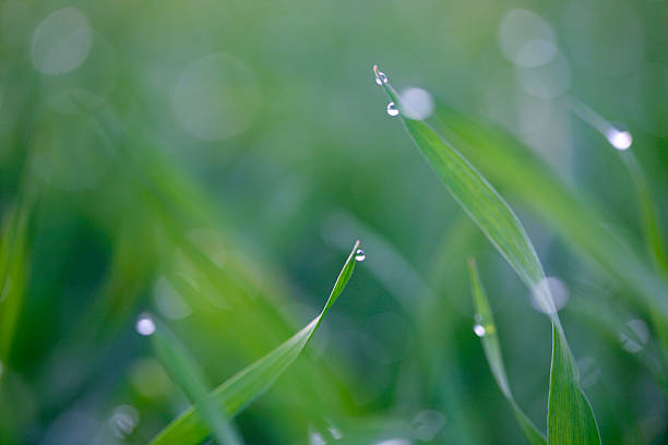 fresh green straws stock photo