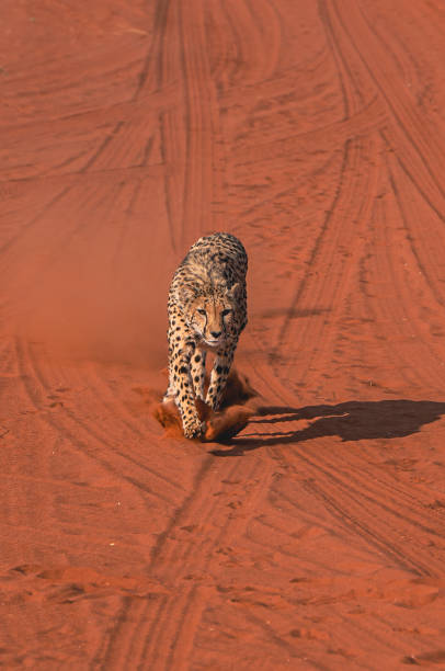 Running cheetahs in the Kalahari Desert of Namibia Running cheetahs in the Kalahari Desert of Namibia beauty in nature vertical africa southern africa stock pictures, royalty-free photos & images