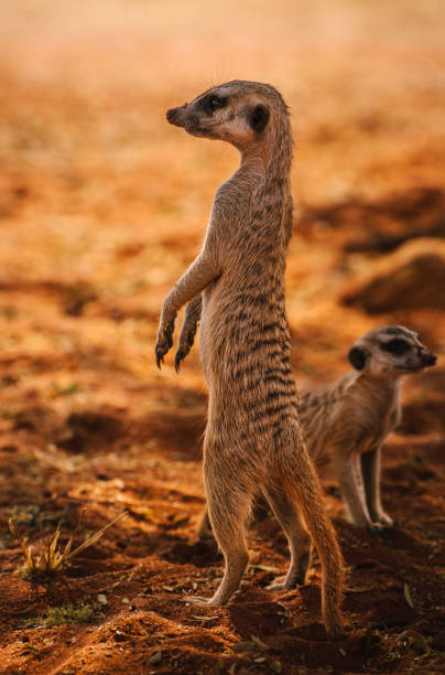 istock Meerkat with his cub looks around 1460243729