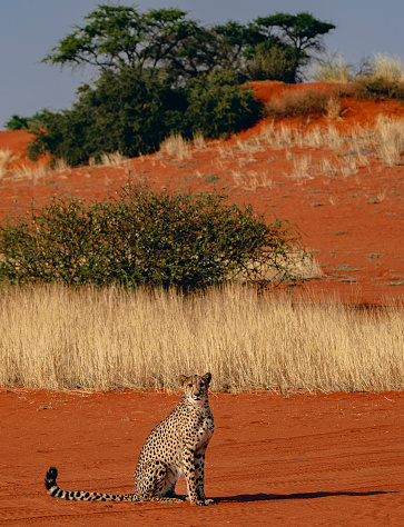 Leopard in the Kalahari looks around