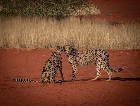 Wild leopard hunting small game in the dramatic boulder covered landscape in the Jawai region of Rajasthan, India Asia.