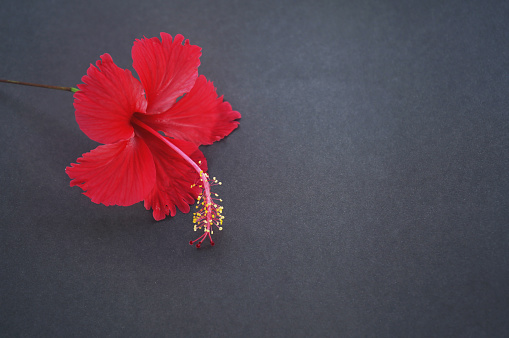 A red hibiscus flower on gray background. Copy space for text and design. Inspirational background. Birthday card, mothers day backgrounds, etc .