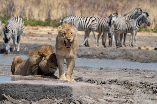 Female lion hunting zebras by waterhole, Etosha NP, Namibia