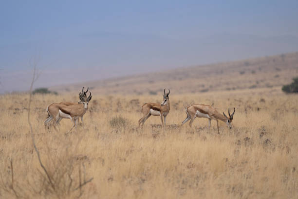 istock African springbok in the grass of Namibia 1460244368
