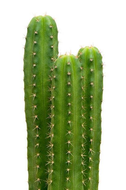 San Pedro cacti stock photo