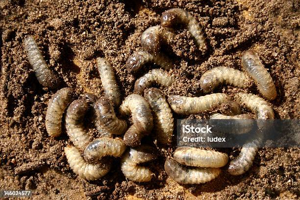 Worms Foto de stock y más banco de imágenes de Comida de pub - Comida de pub, Tierra, Cambio