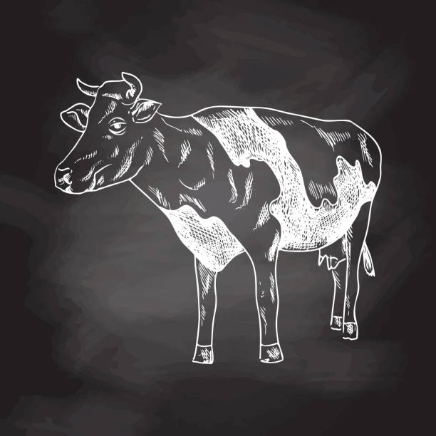istock A hand-drawn sketch of a spotted cow. Chalkboard vector hand drawn Illustration. Vintage. Element for the design of labels, packaging and postcards. 1460245883