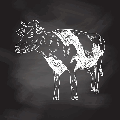 A hand-drawn sketch of a spotted cow. Chalkboard vector hand drawn Illustration. Vintage. Element for the design of labels, packaging and postcards.