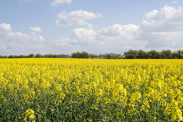 Danish Field stock photo