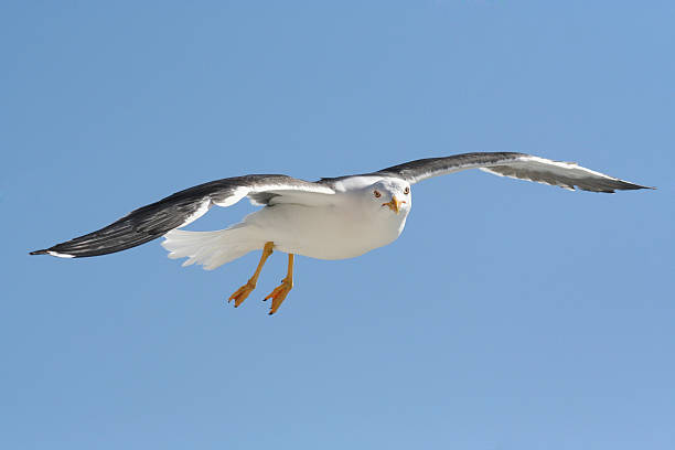 Gabbiano di texel - foto stock