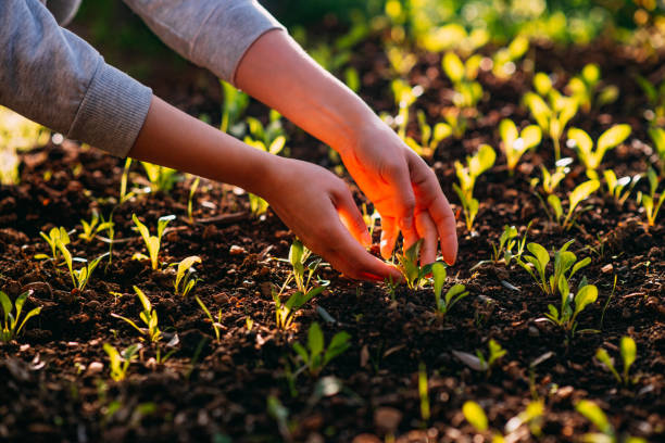 Woman Planting Vegetable Seedlings in Her Hobby Garden