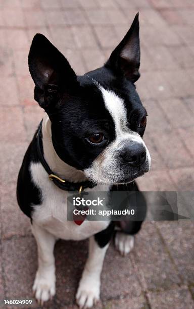 Boston Terrier Stock Photo - Download Image Now - Animal, Black And White, Black Color