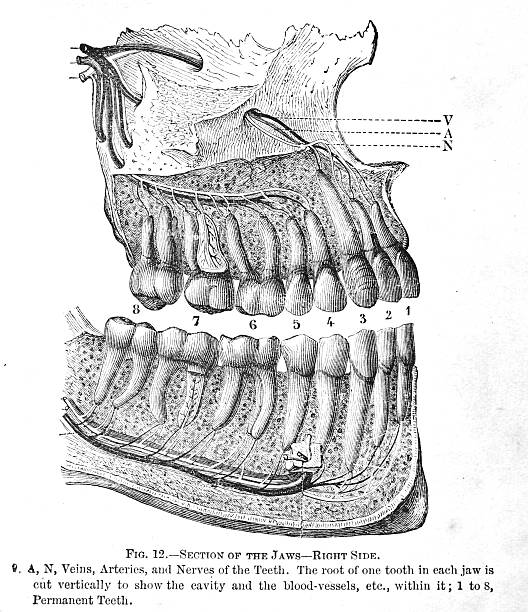 240+ Antique Dental Stock Illustrations, Royalty-Free Vector Graphics