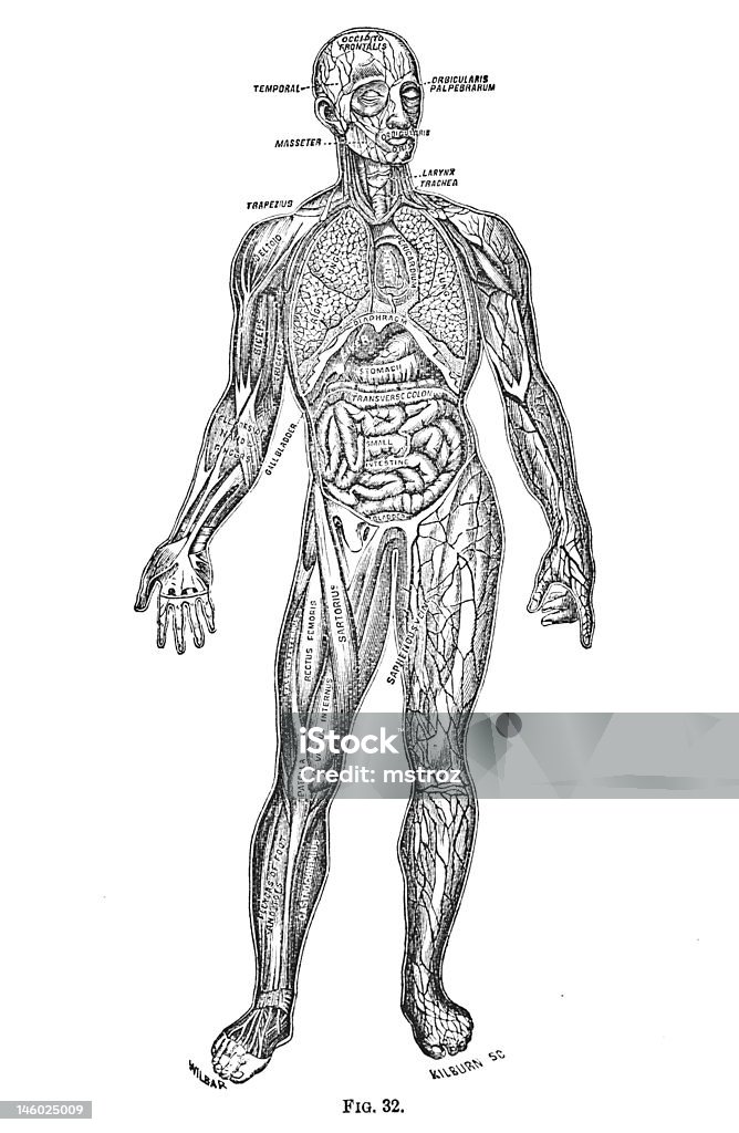 Médicos antigo ilustrações/órgãos internos - Royalty-free Anatomia Ilustração de stock