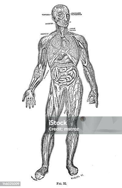 Médicos Antigo Ilustraçõesórgãos Internos - Arte vetorial de stock e mais imagens de Anatomia - Anatomia, Corpo humano, Fora de moda - Estilo